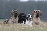 DOGUE ALLEMAND 650